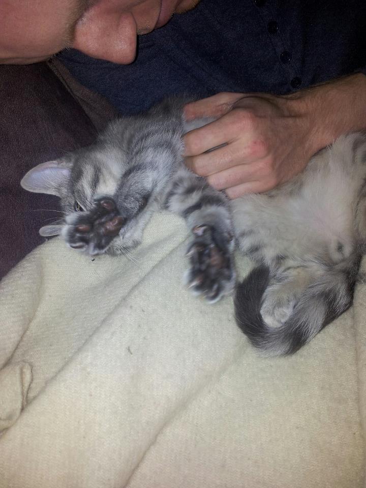 Blanding af racer Freddy billede 3