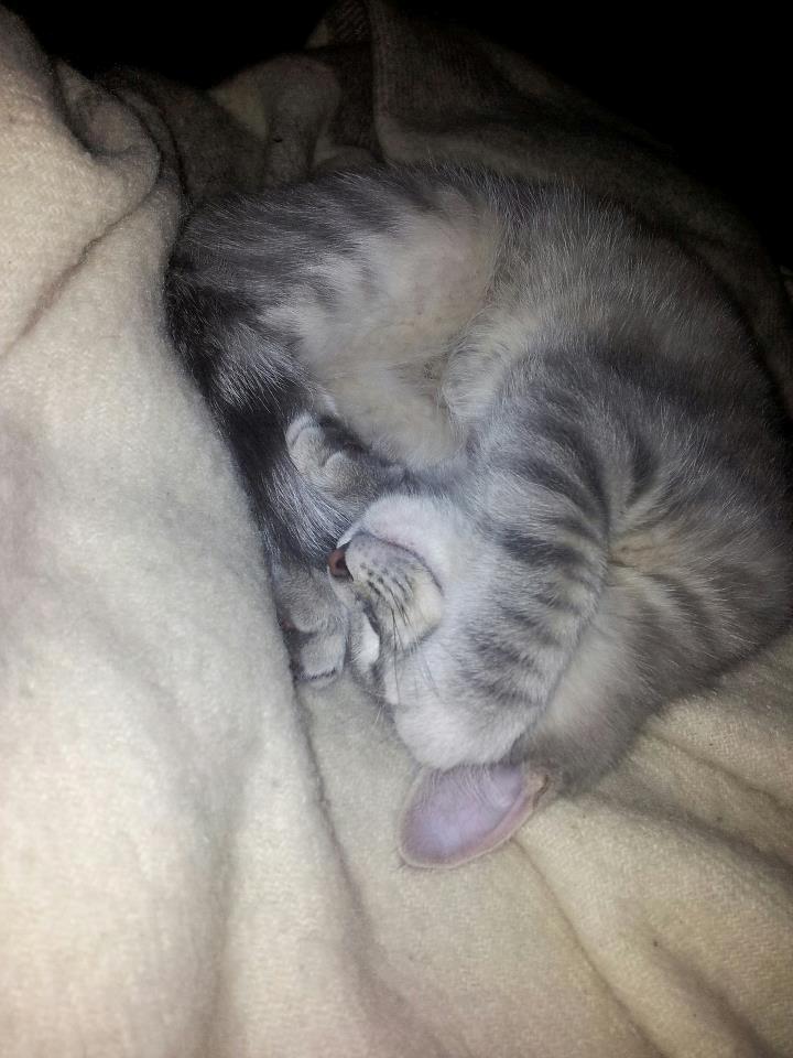 Blanding af racer Freddy billede 4