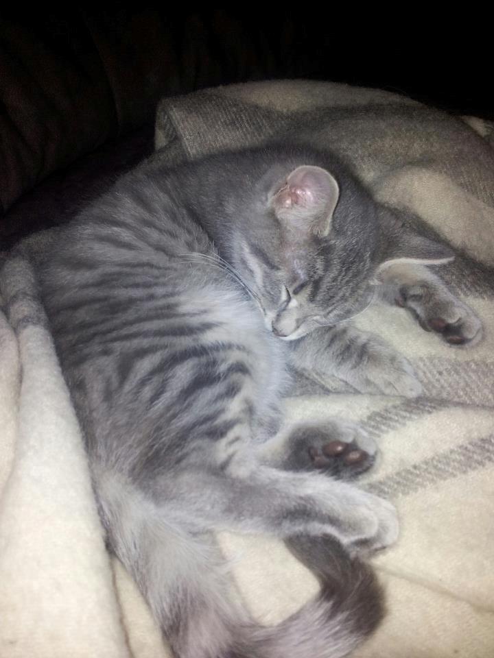 Blanding af racer Freddy billede 5