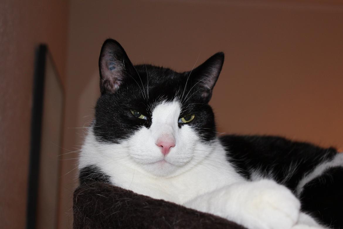 Huskat Sigurd billede 1