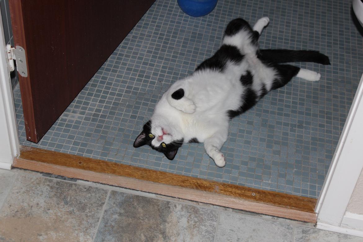 Huskat Sigurd billede 2