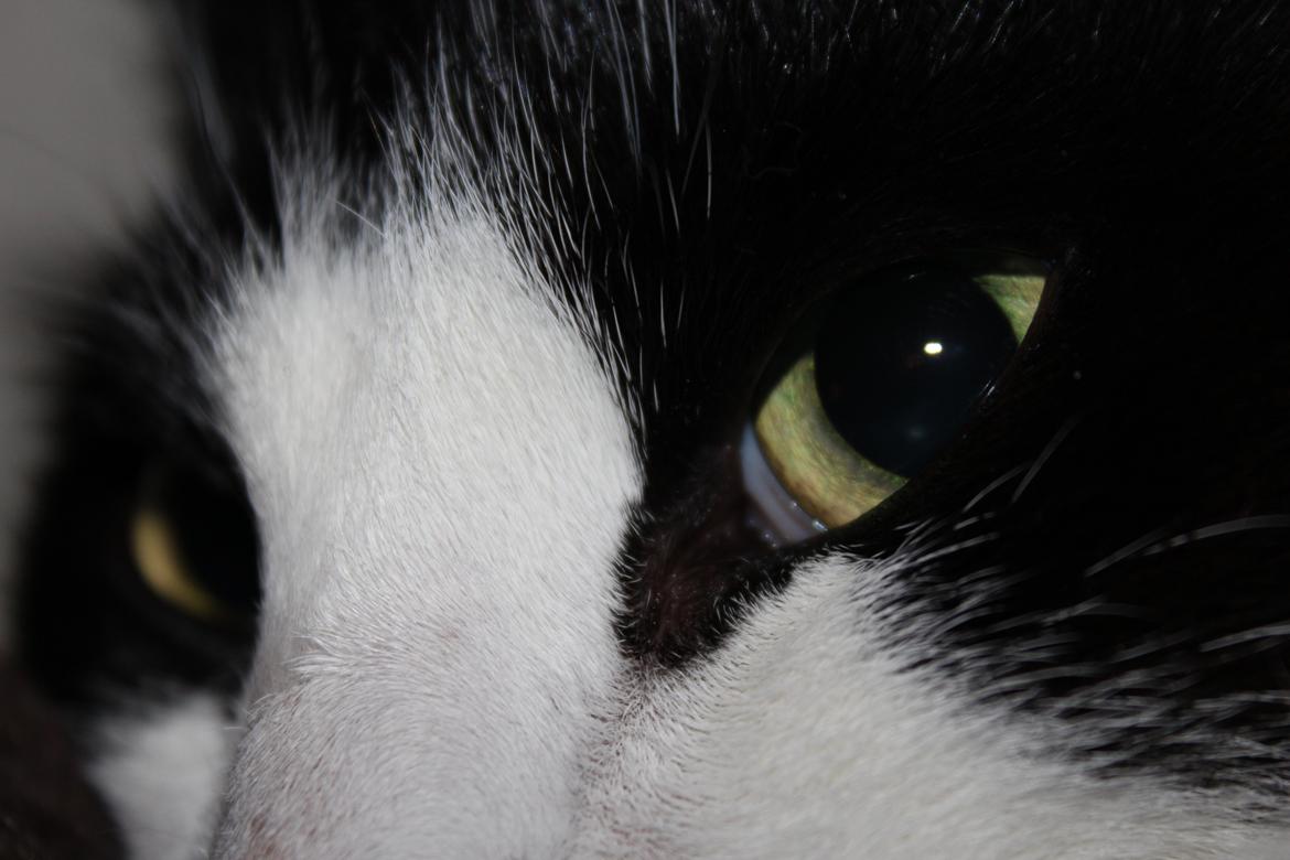 Huskat Sigurd billede 3