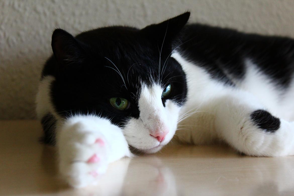 Huskat Sigurd billede 4