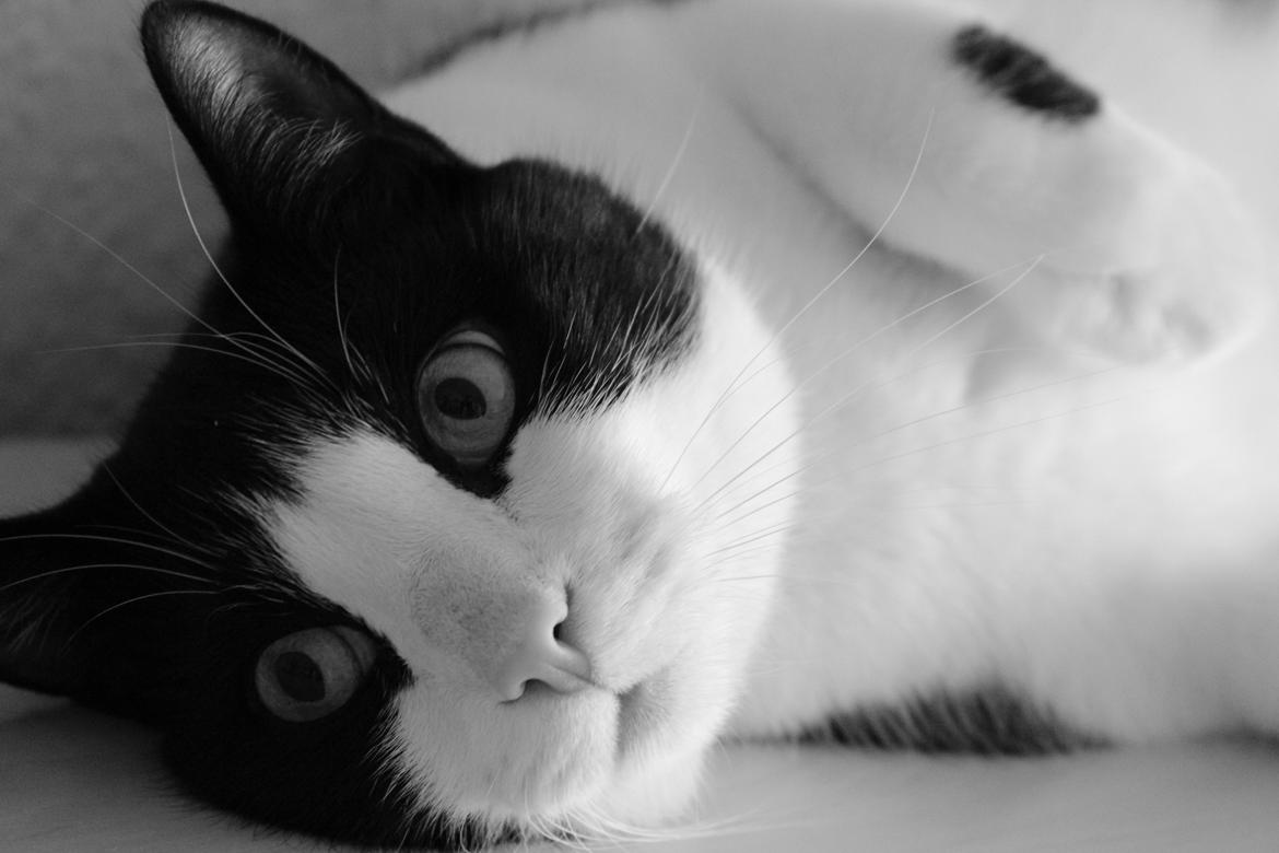 Huskat Sigurd billede 5