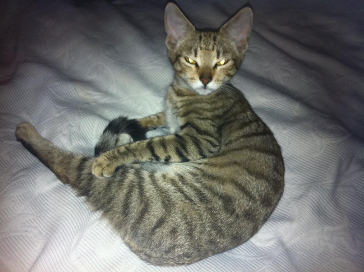 Huskat Alma - "jeg ligger og sover" <3 billede 1