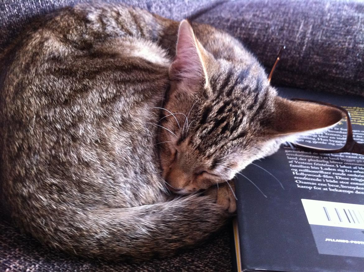 Huskat Alma billede 2