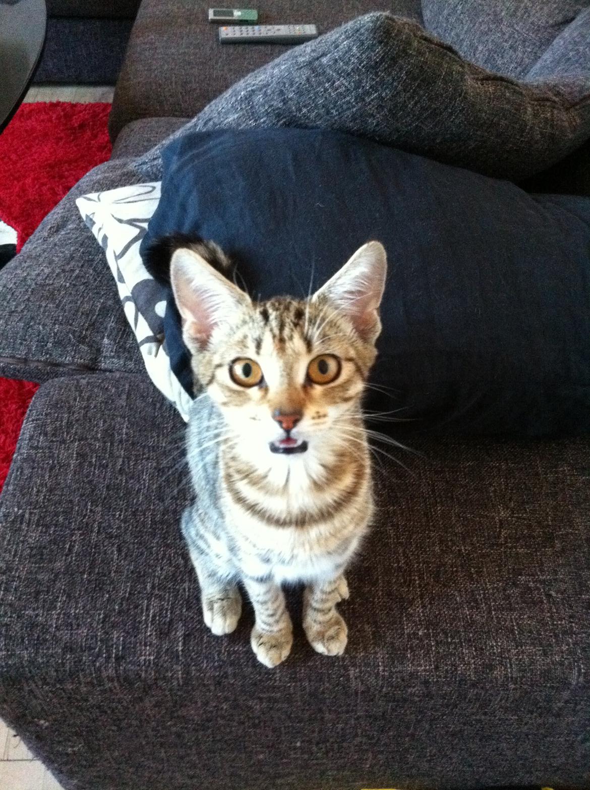 Huskat Alma billede 4