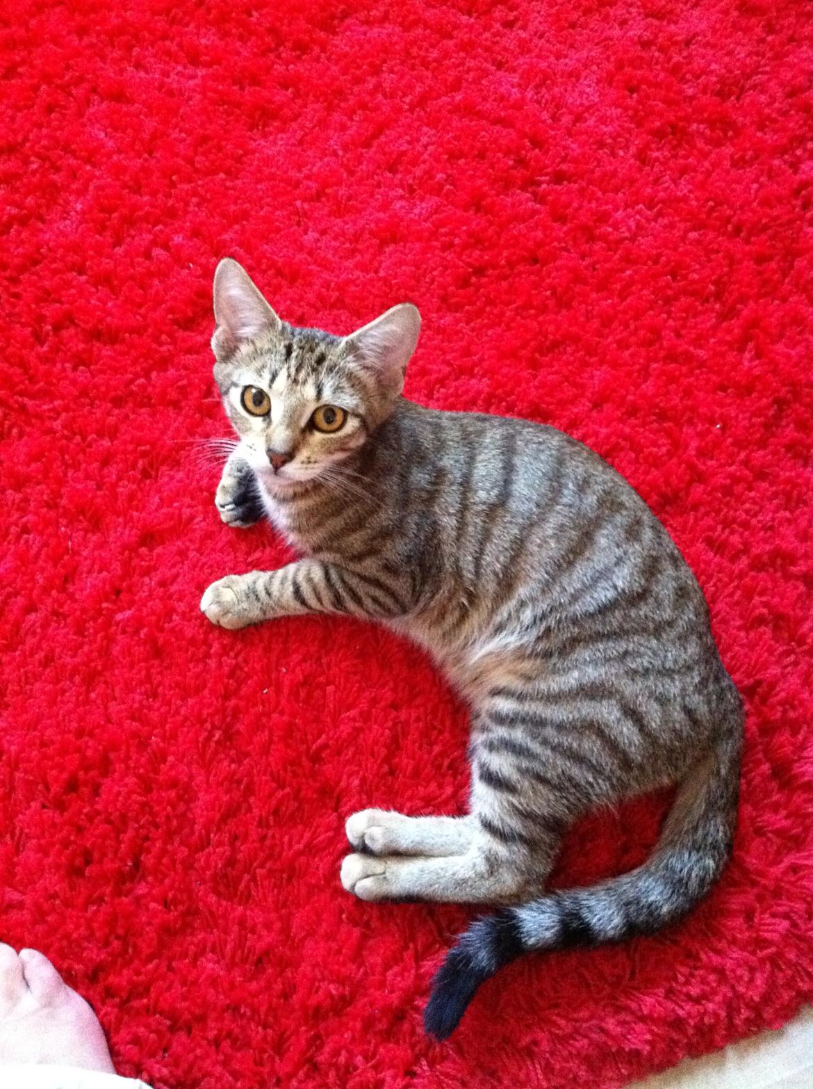 Huskat Alma billede 5