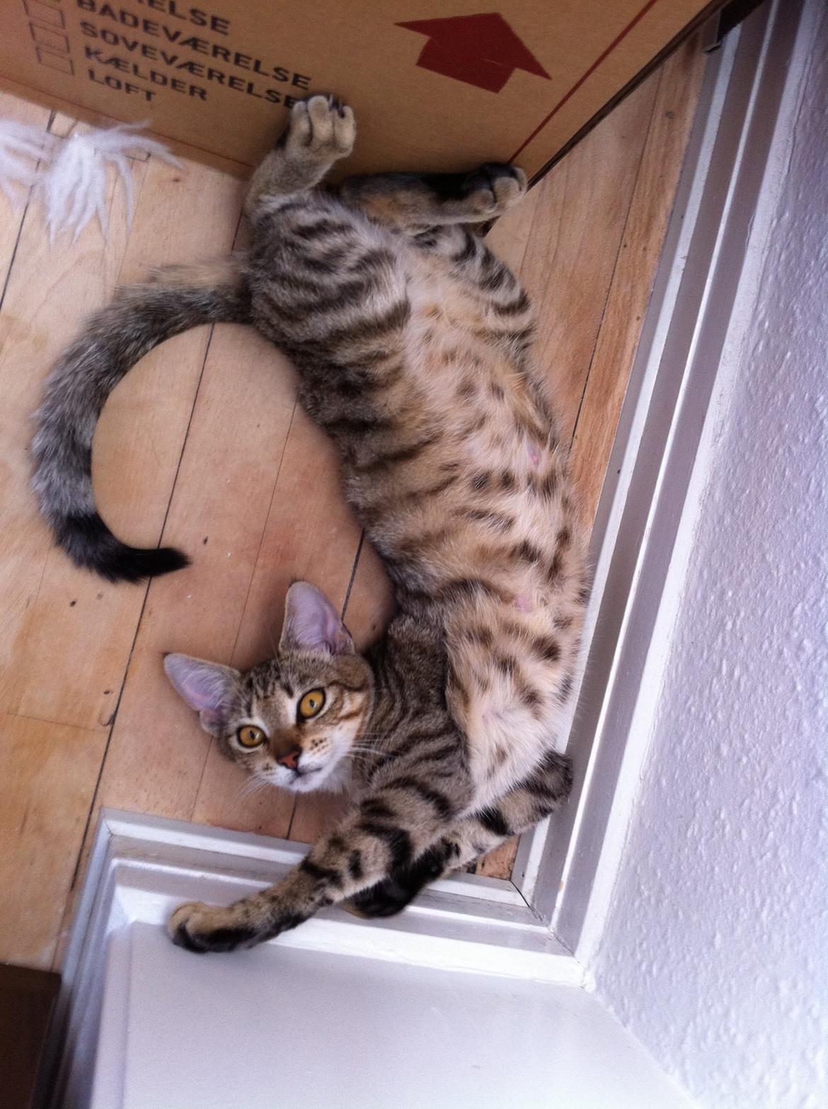 Huskat Alma billede 6