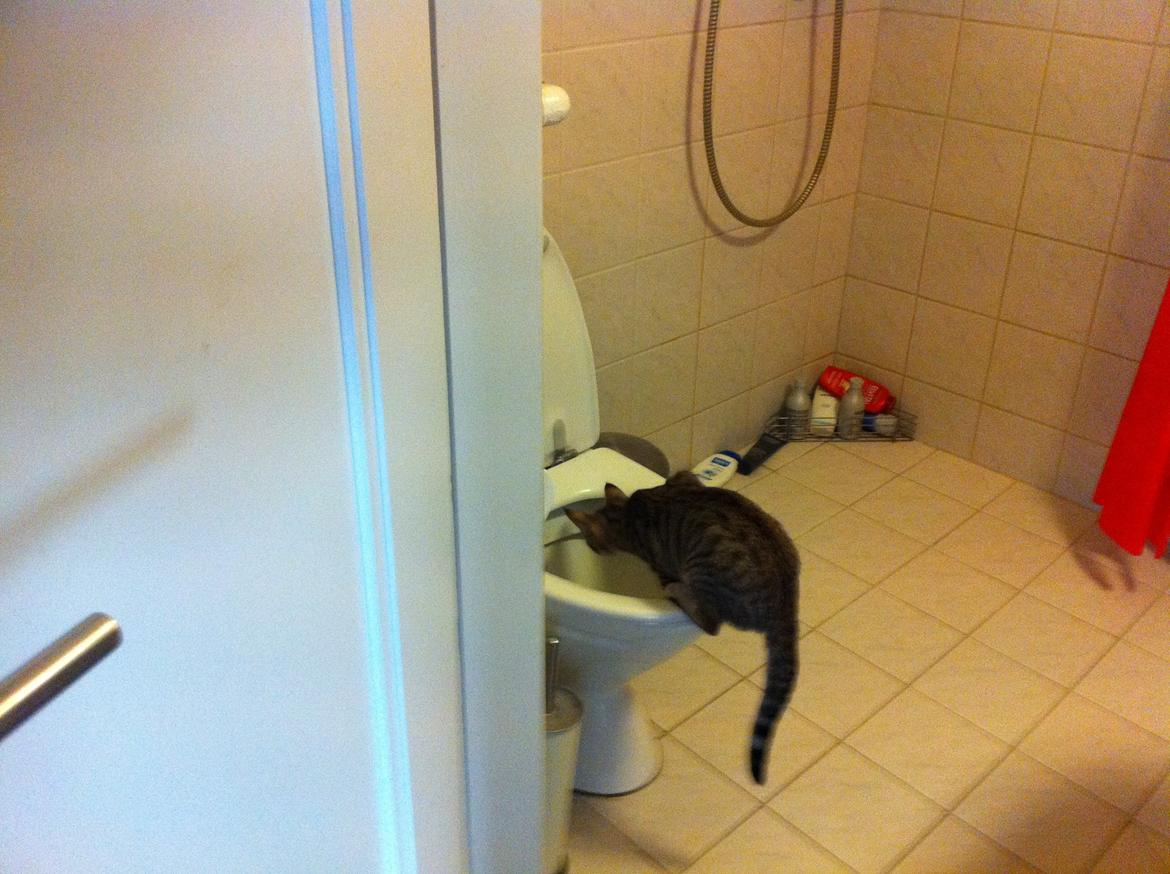 Huskat Alma - "Toilettet siger lyde" <3
 billede 7