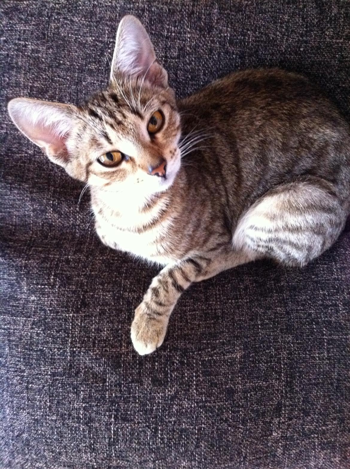 Huskat Alma billede 8