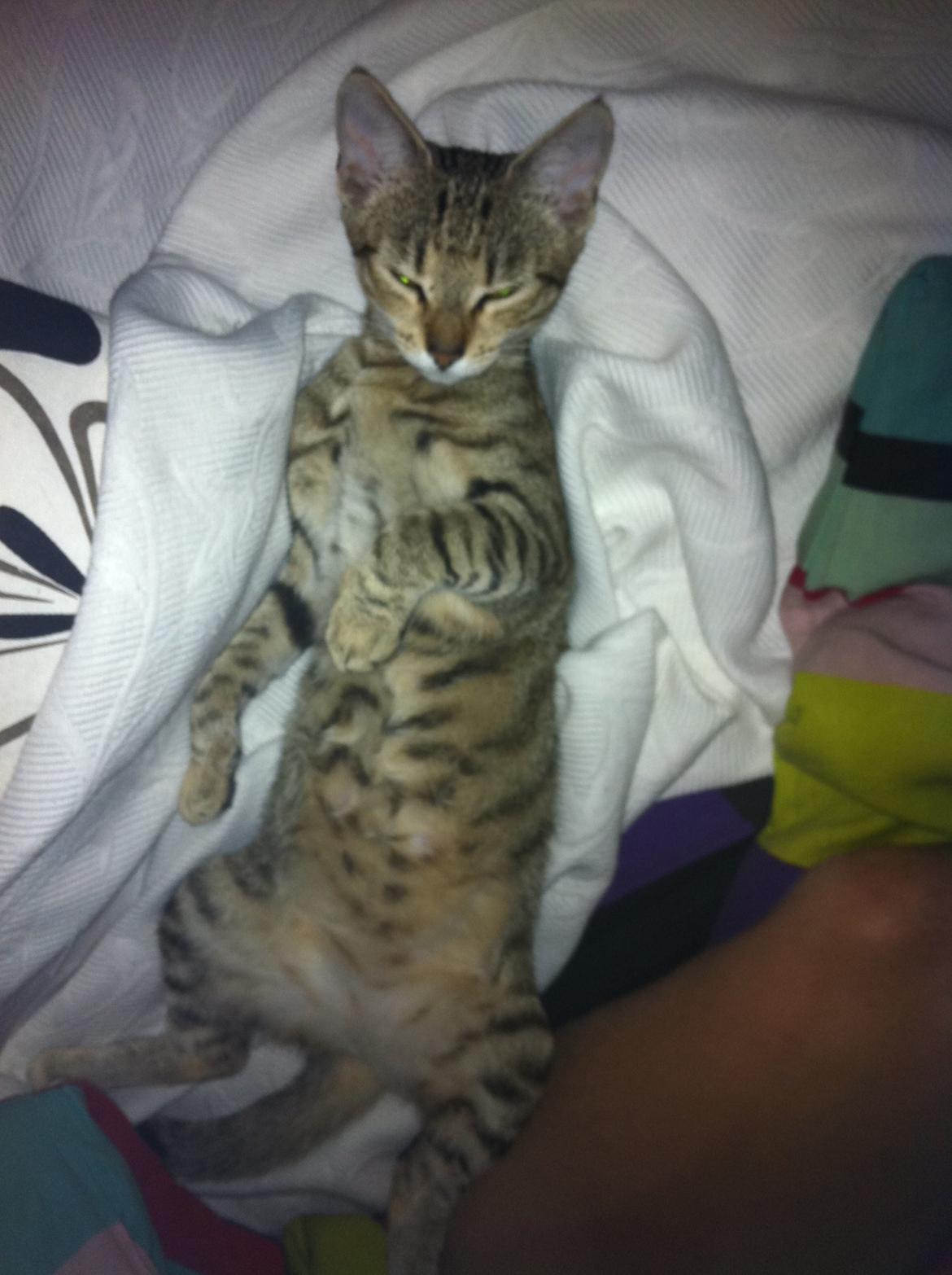 Huskat Alma billede 10