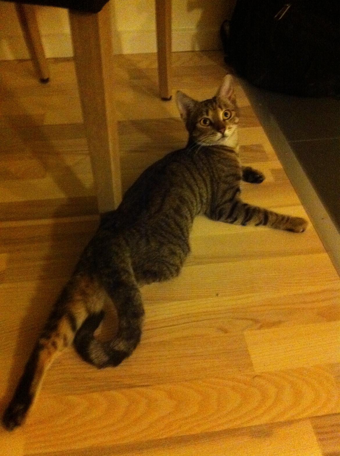 Huskat Alma billede 11