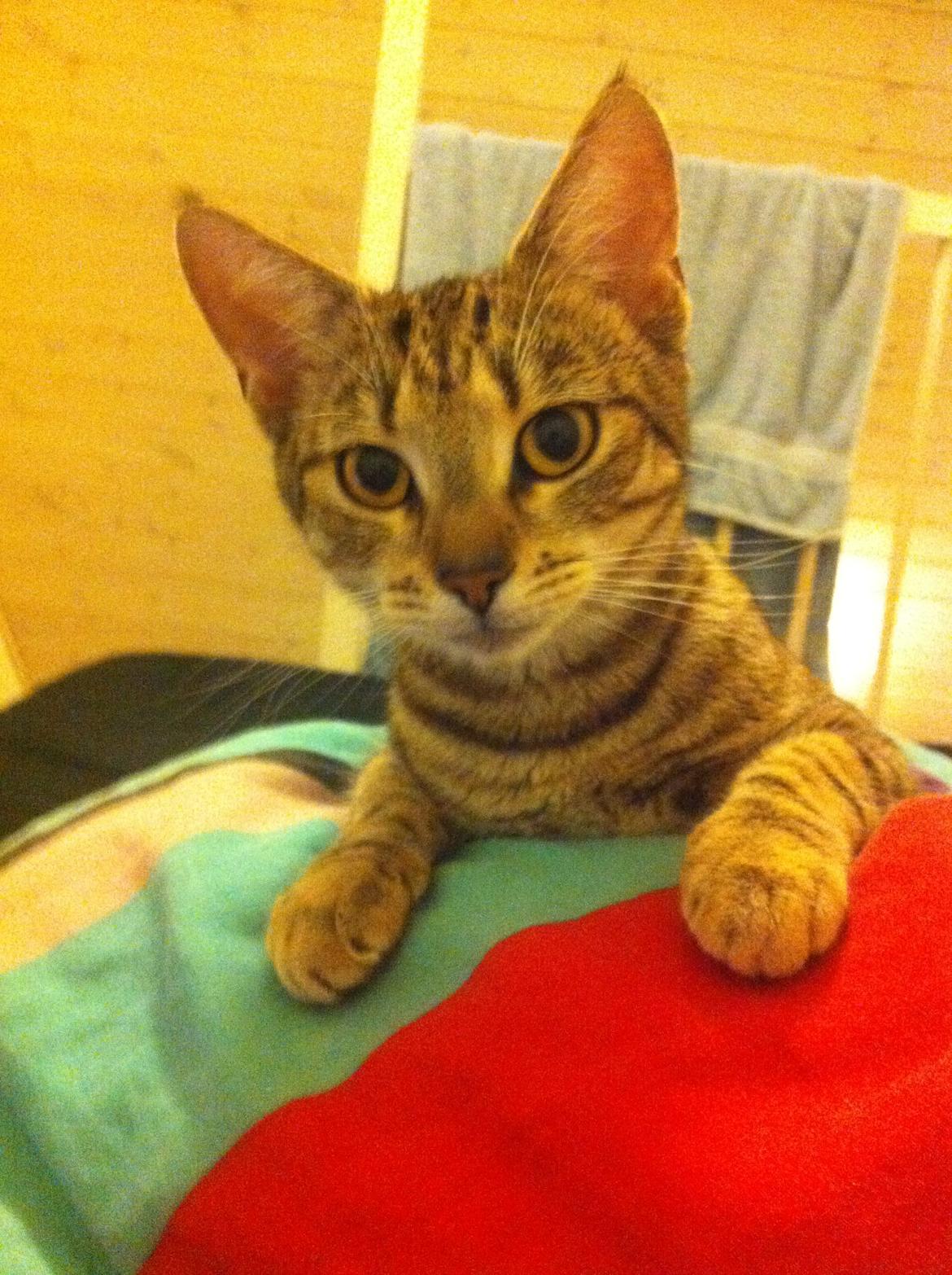 Huskat Alma billede 12