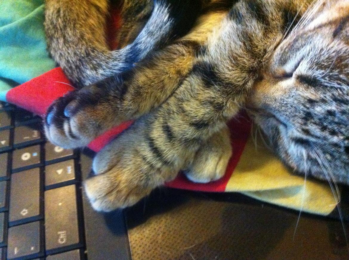 Huskat Alma billede 13