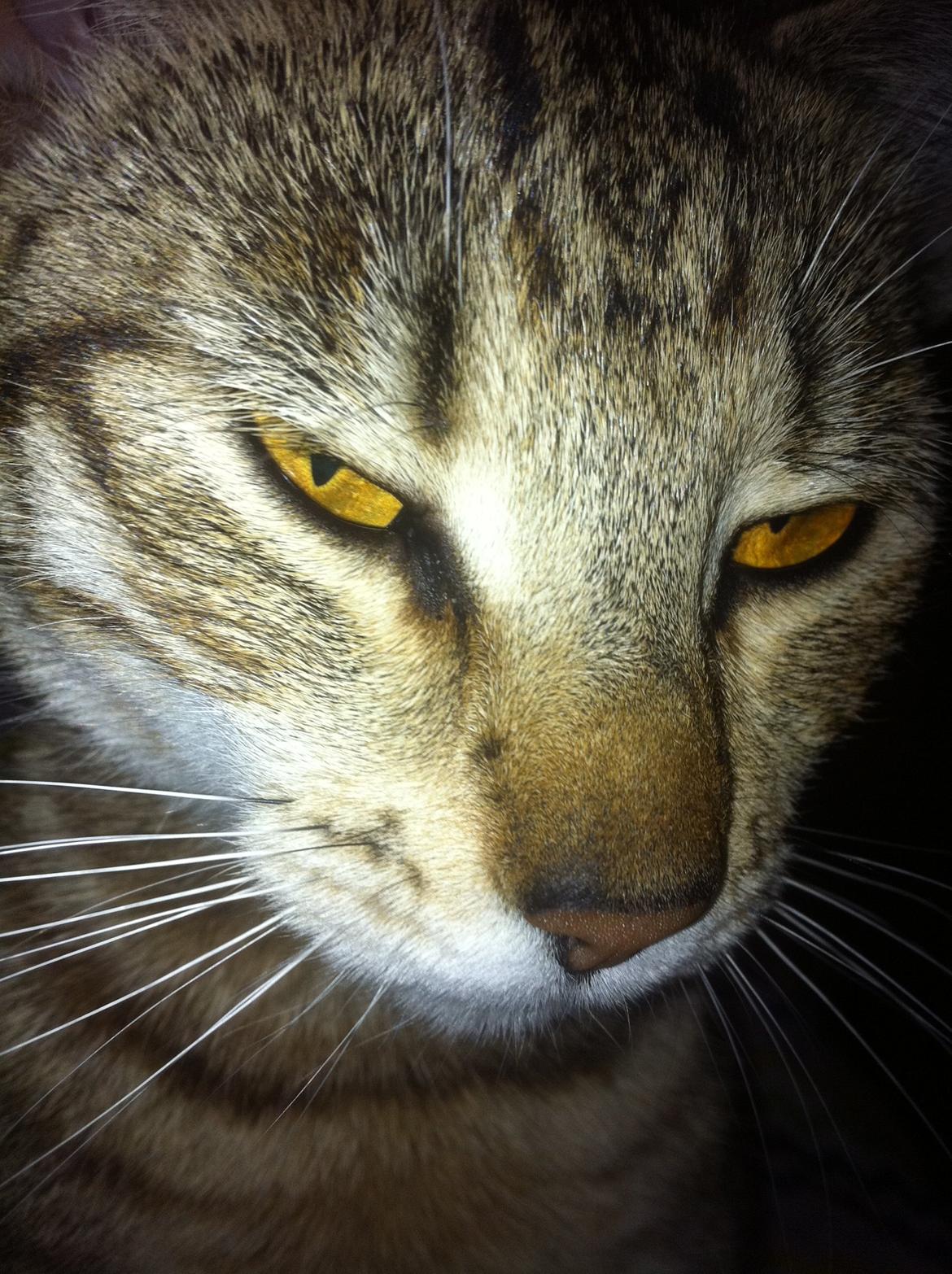 Huskat Alma billede 14