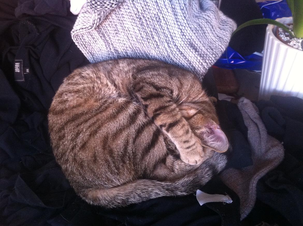 Huskat Alma billede 15