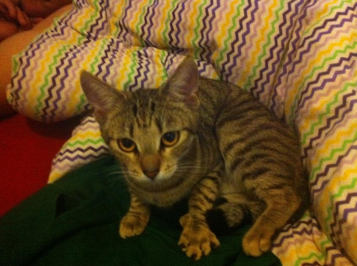 Huskat Alma billede 16