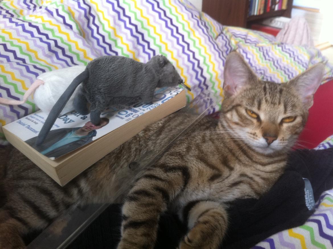 Huskat Alma billede 17