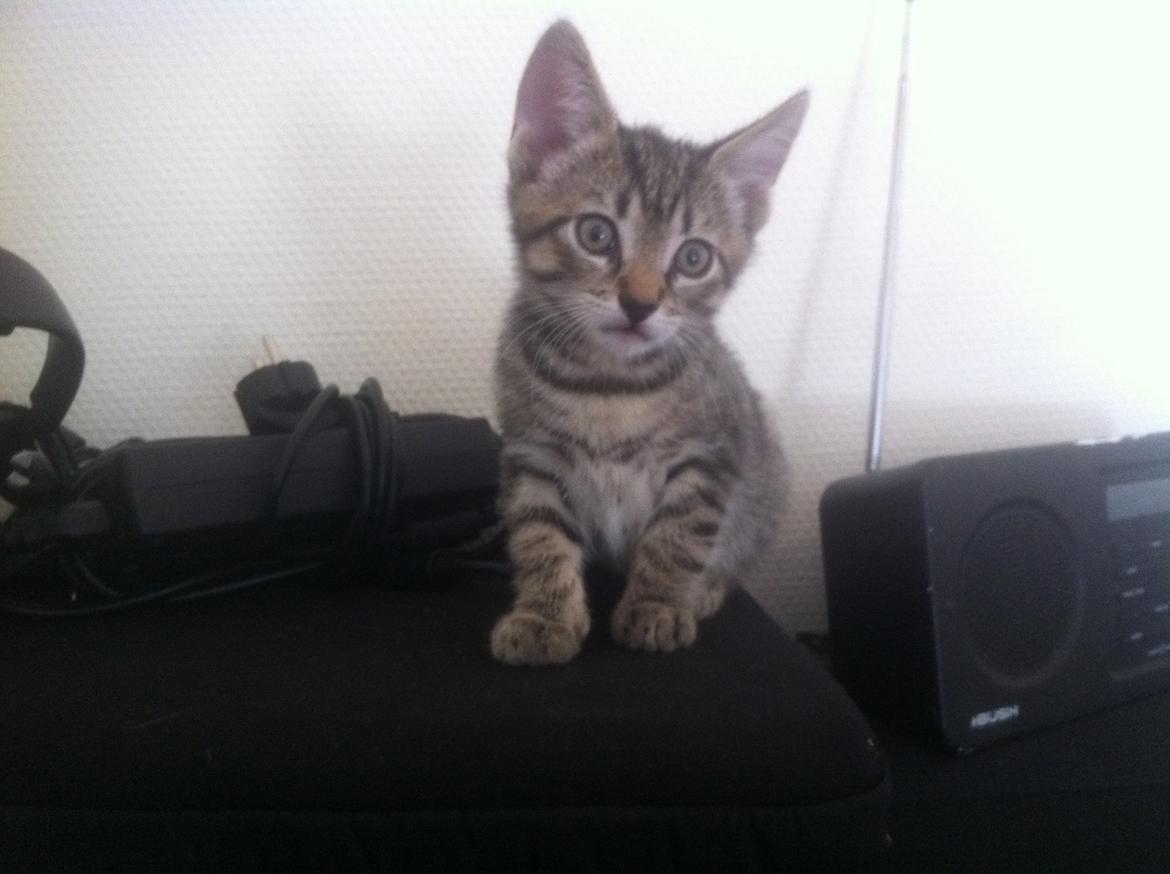 Huskat Flamme billede 2