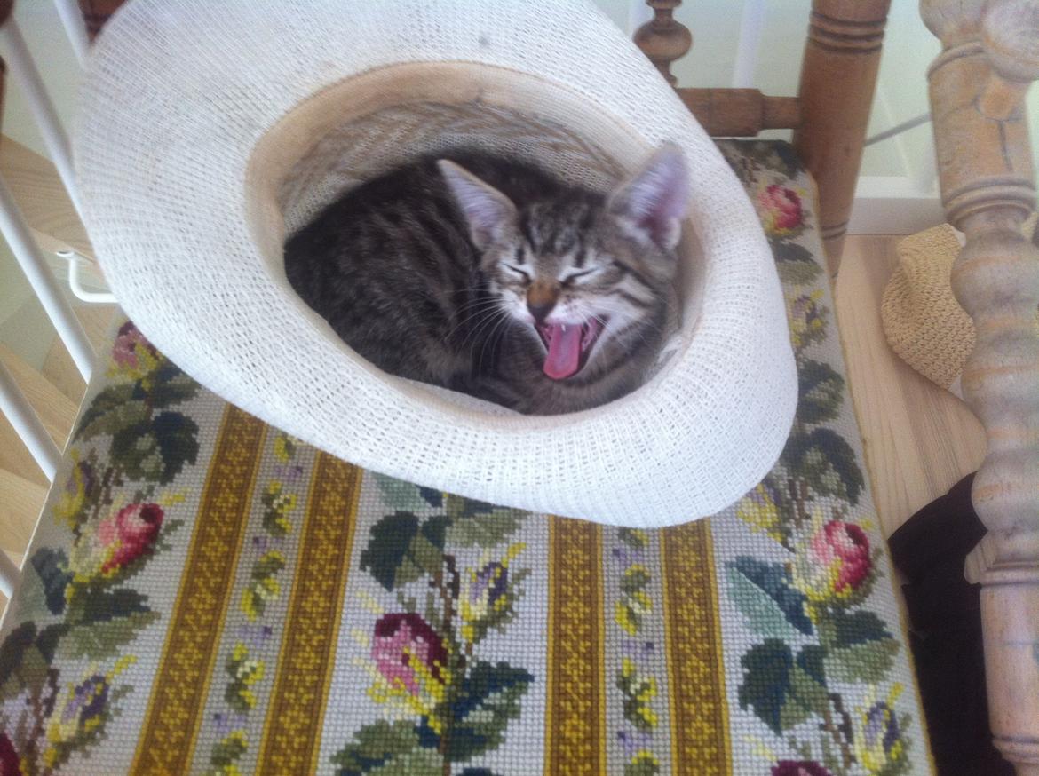 Huskat Flamme billede 1