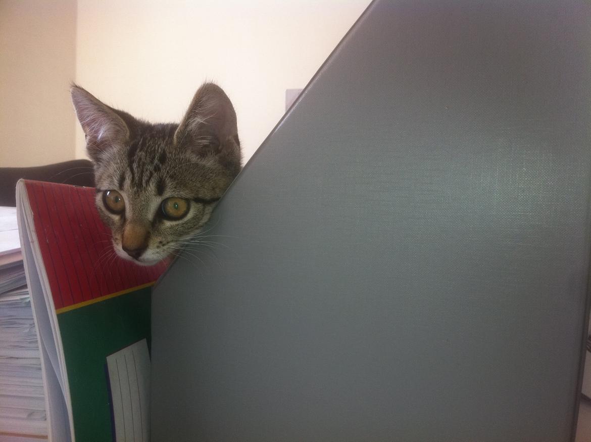 Huskat Flamme billede 3