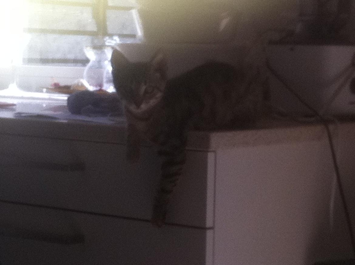 Huskat Flamme billede 4