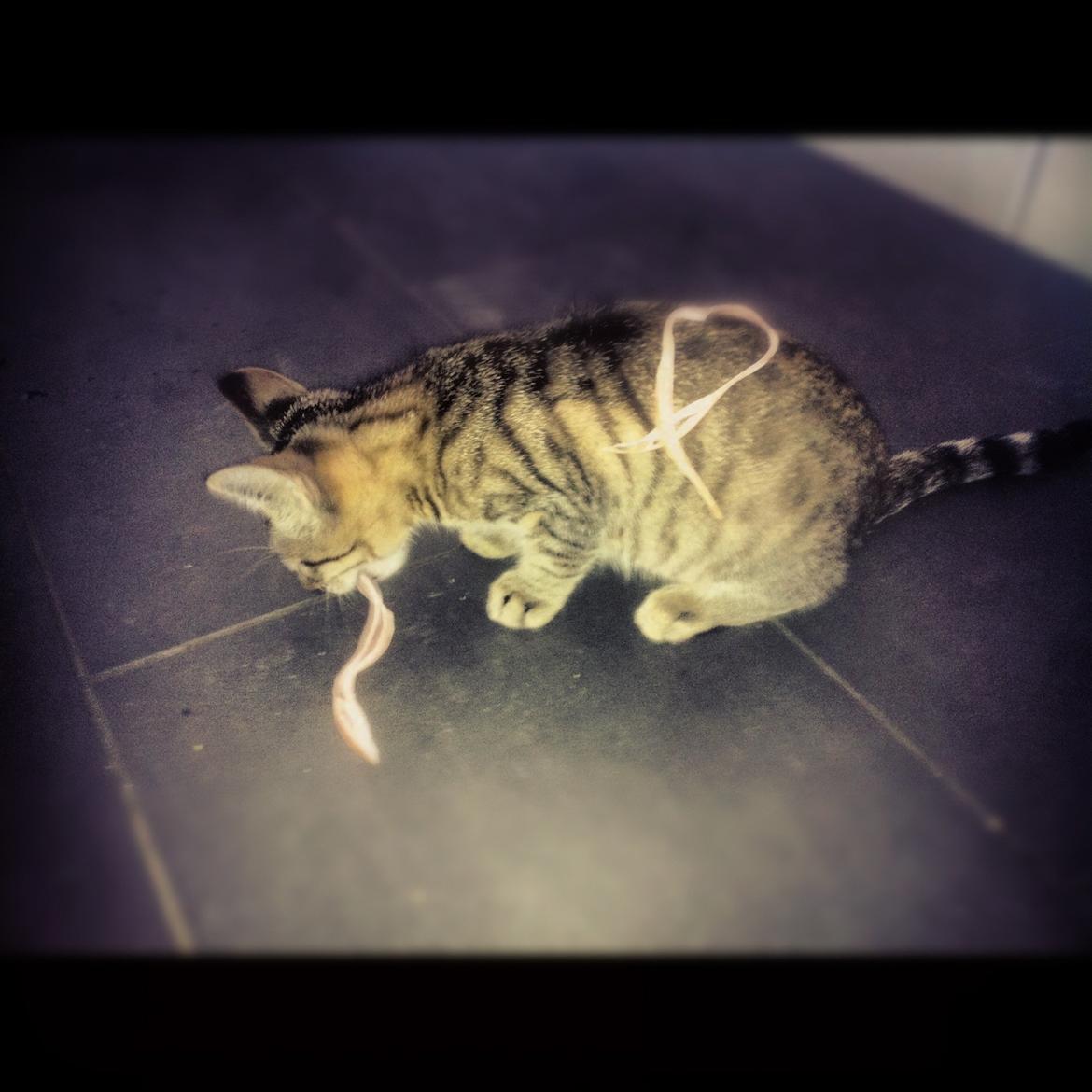 Huskat Flamme billede 5