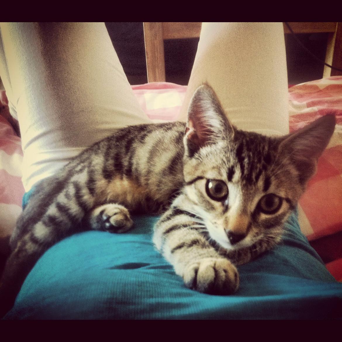 Huskat Flamme billede 6