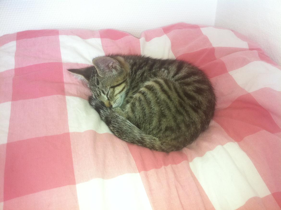 Huskat Flamme billede 7