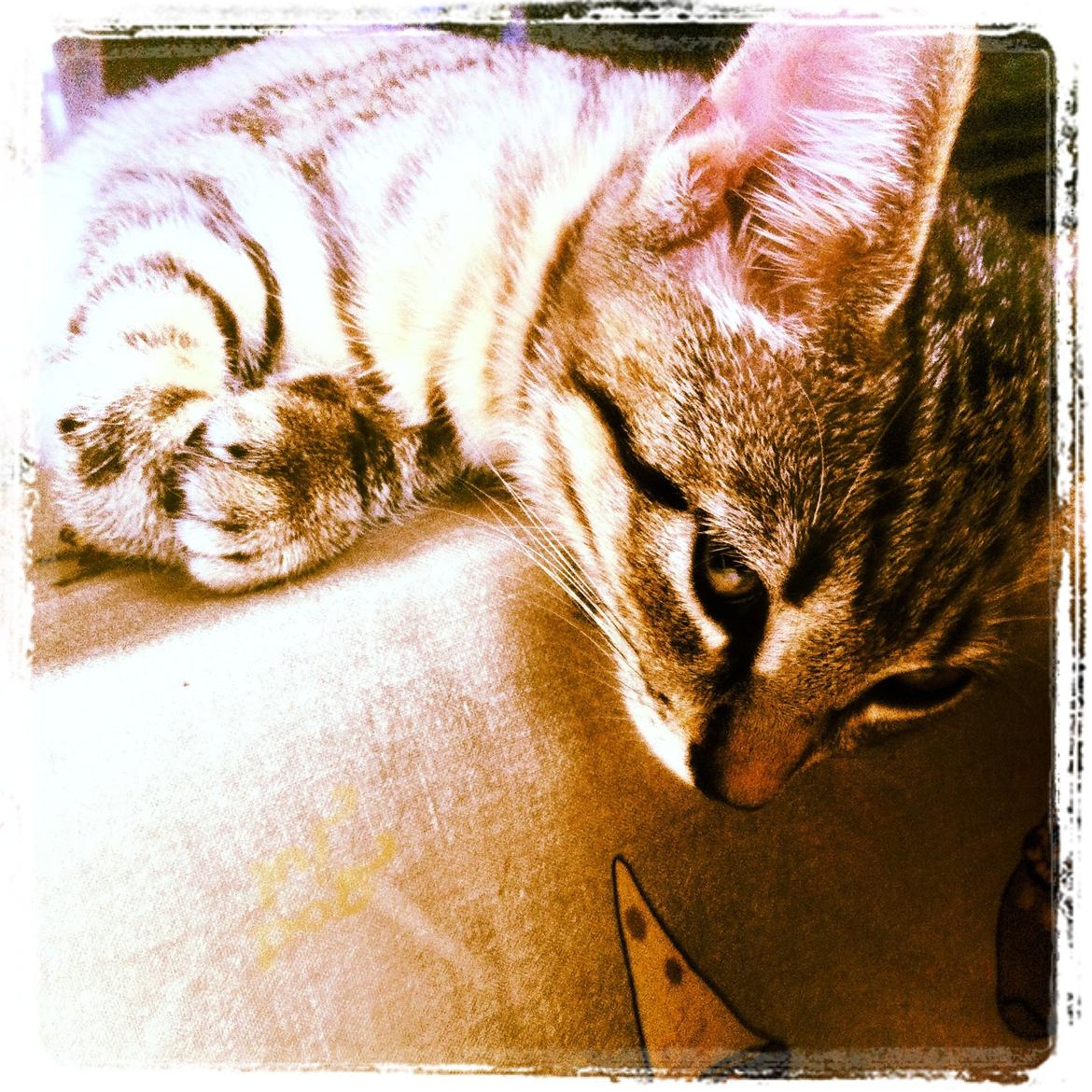 Huskat Flamme billede 8