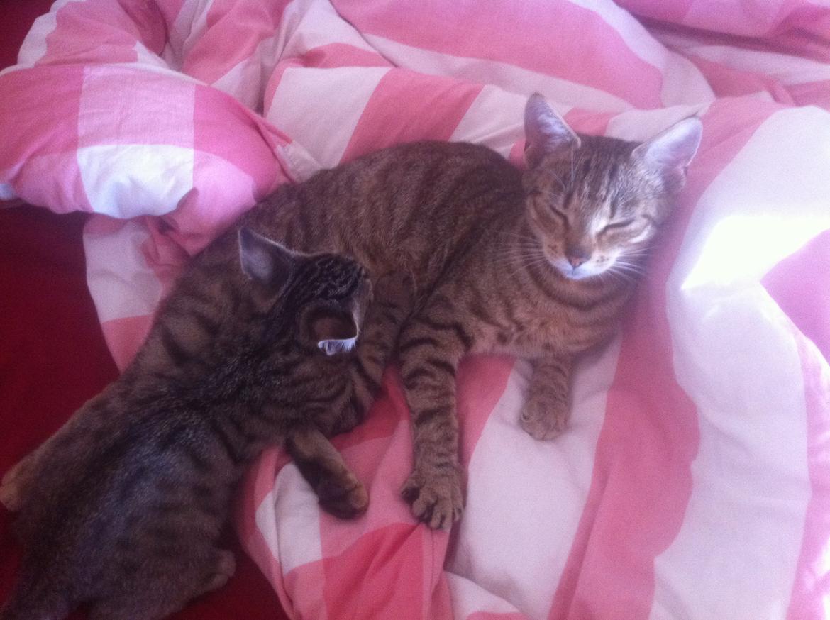 Huskat Flamme billede 9