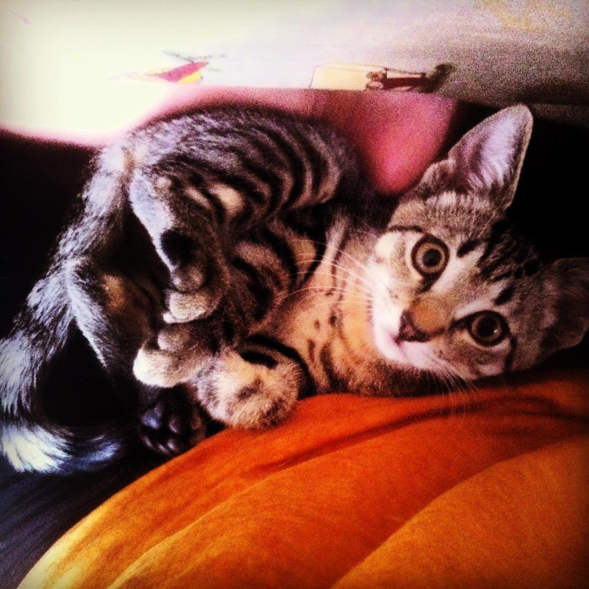 Huskat Flamme billede 10