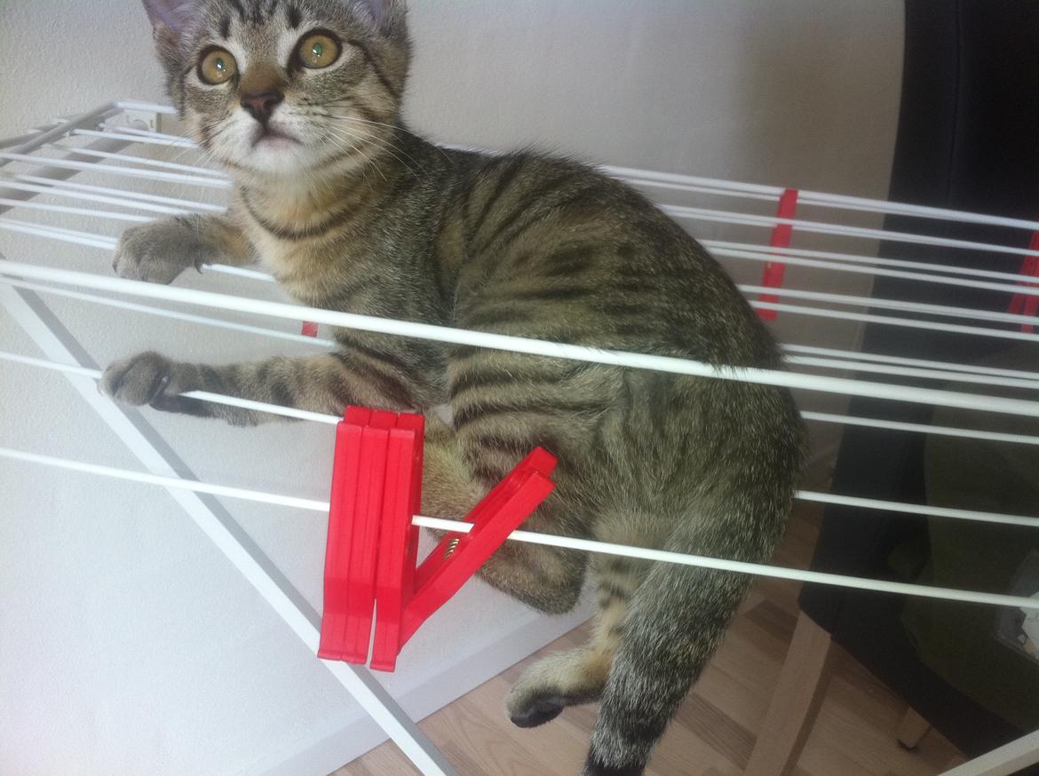 Huskat Flamme billede 11