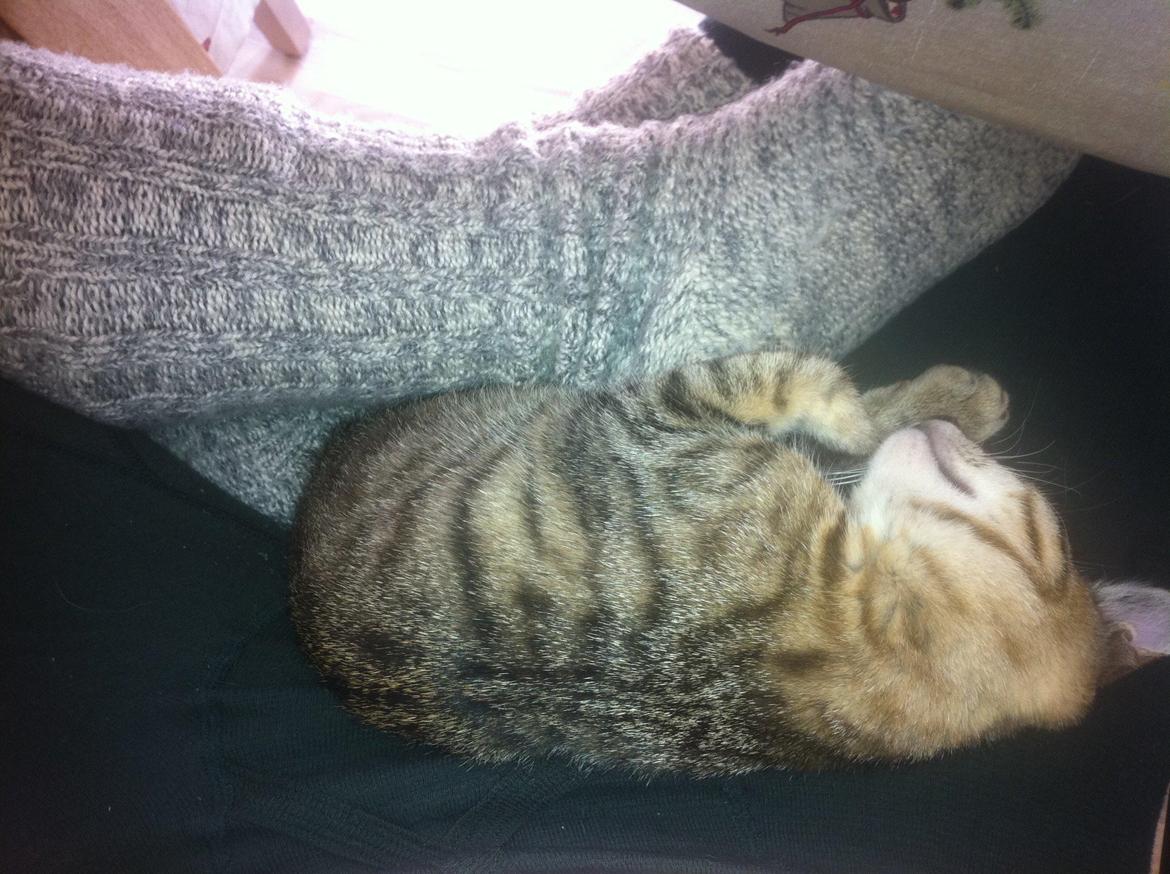 Huskat Flamme billede 12