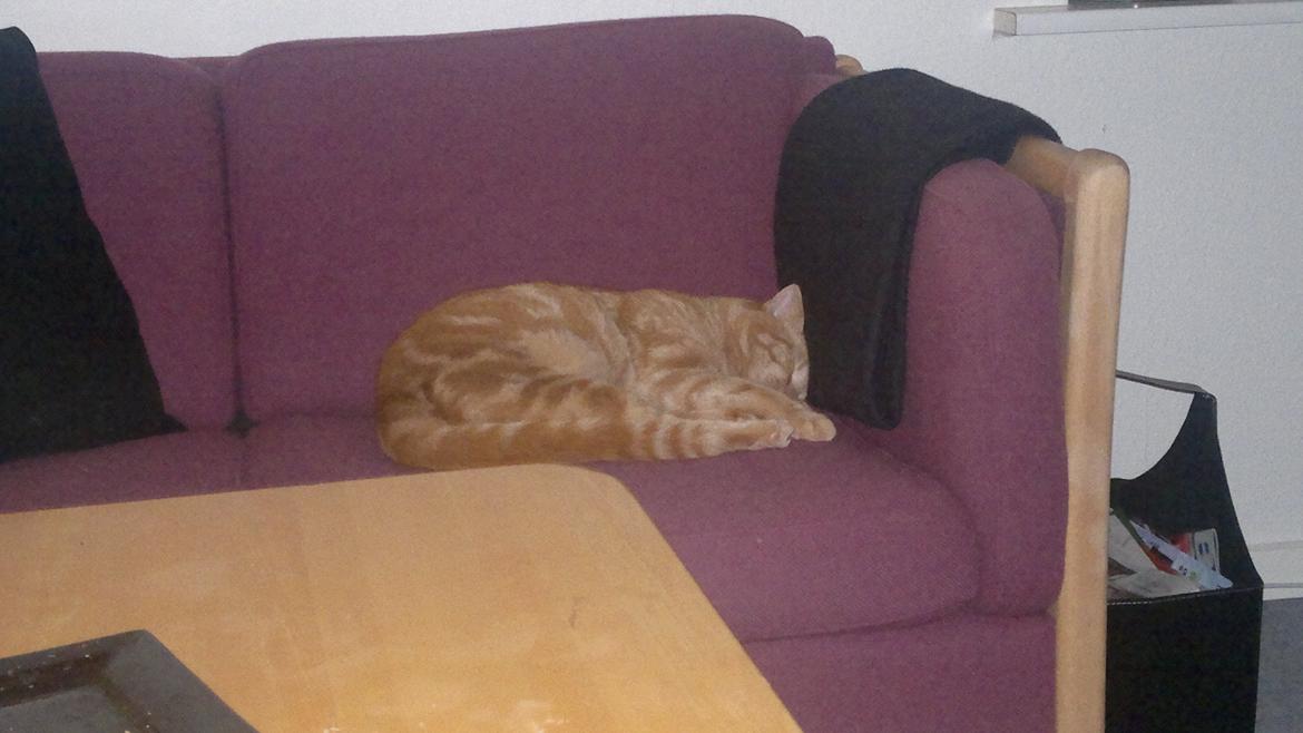 Huskat Frede - Sofahygge billede 6