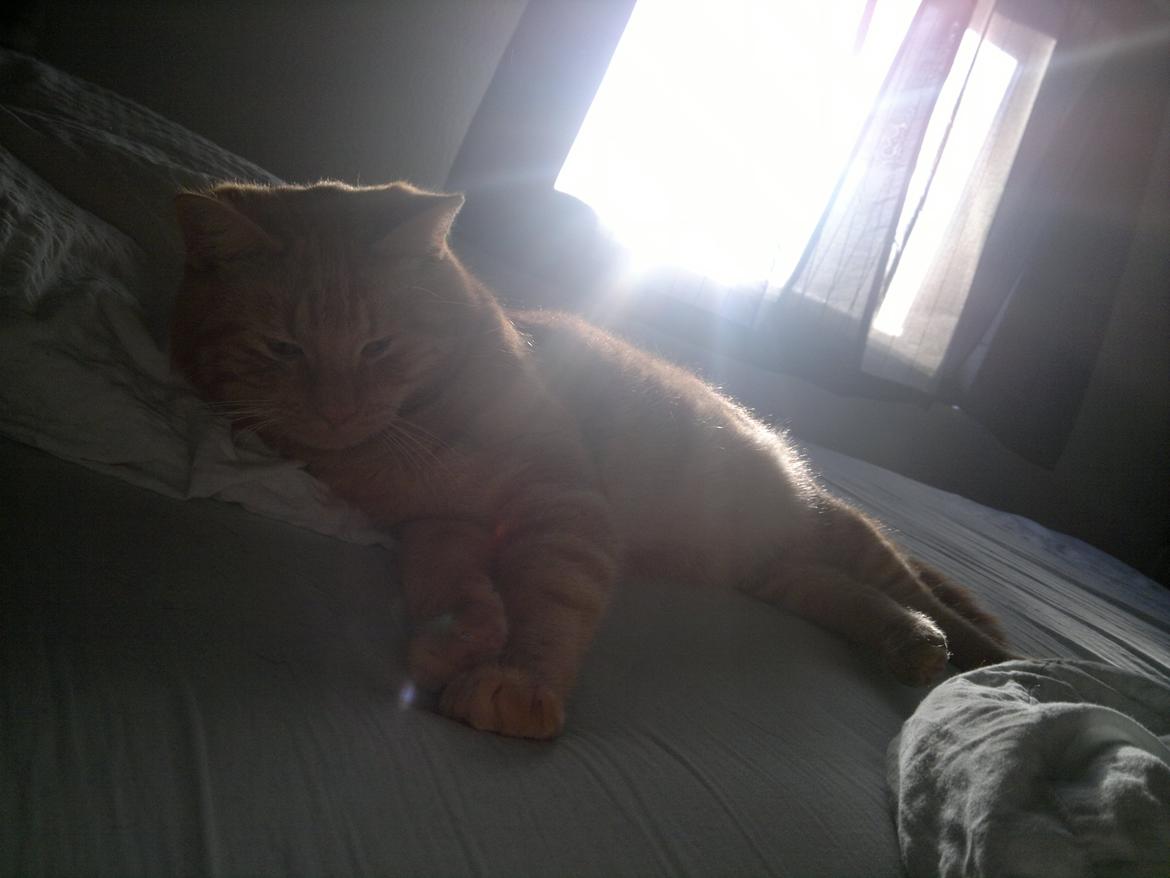 Huskat Frede - Morgen hygge... billede 7