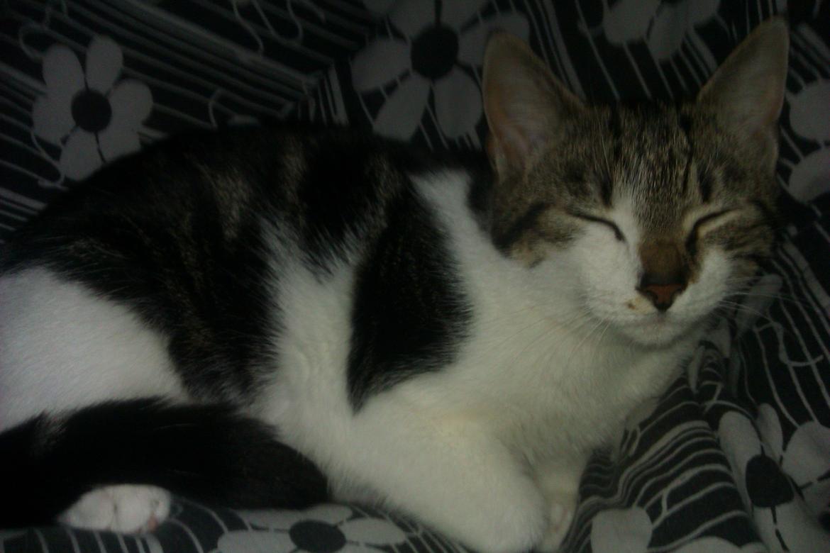 Huskat Mis - HAPPY! billede 6