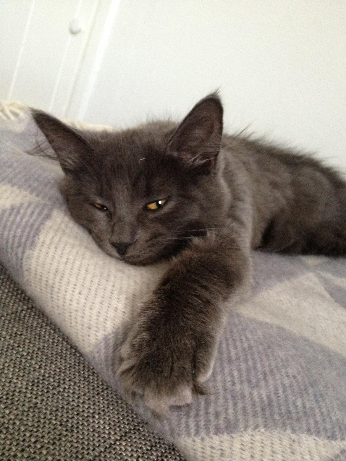 Blanding af racer Cleo billede 16