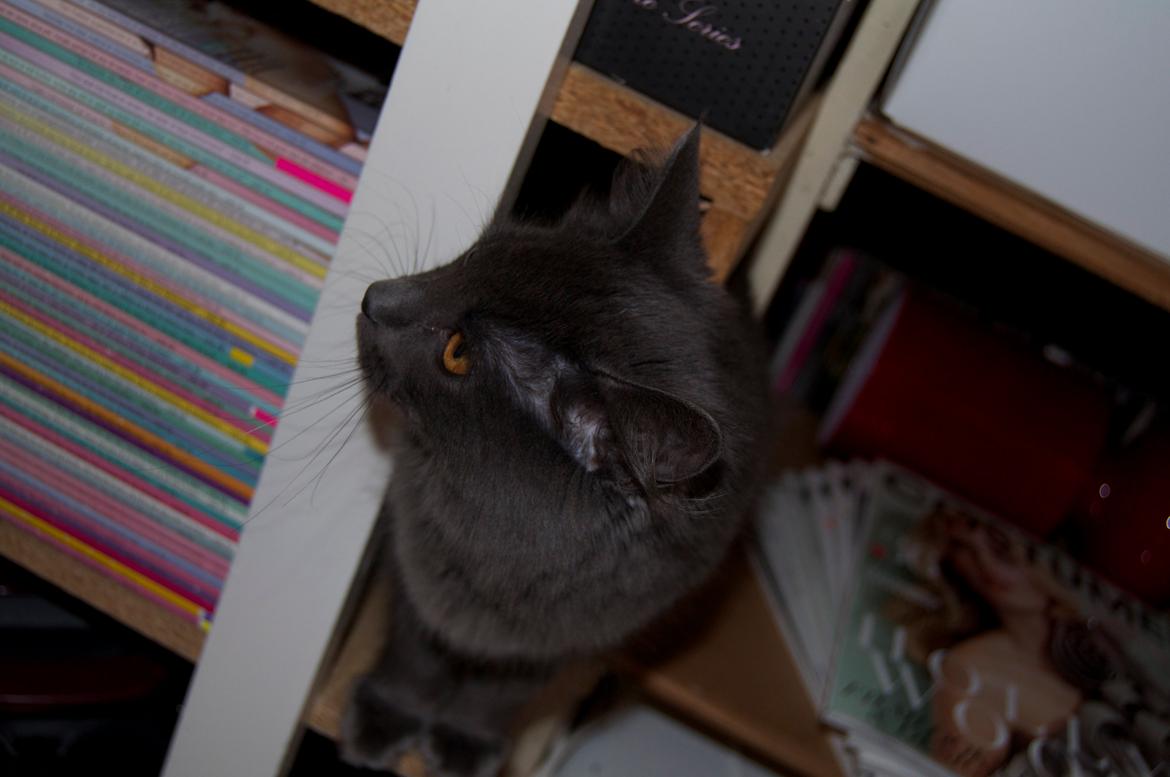 Blanding af racer Cleo billede 17