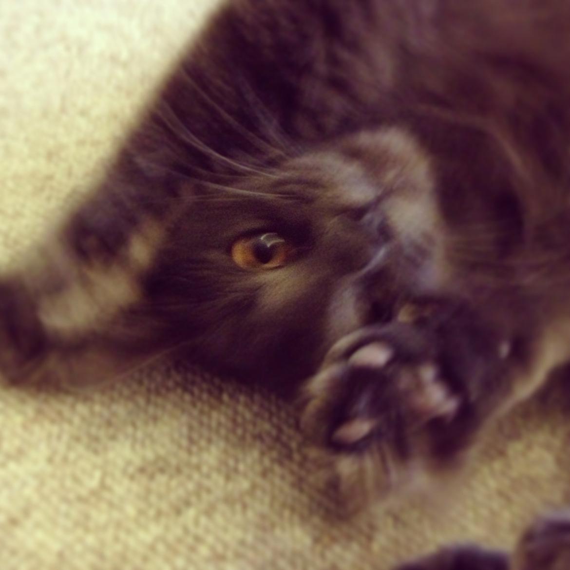 Blanding af racer Cleo billede 18