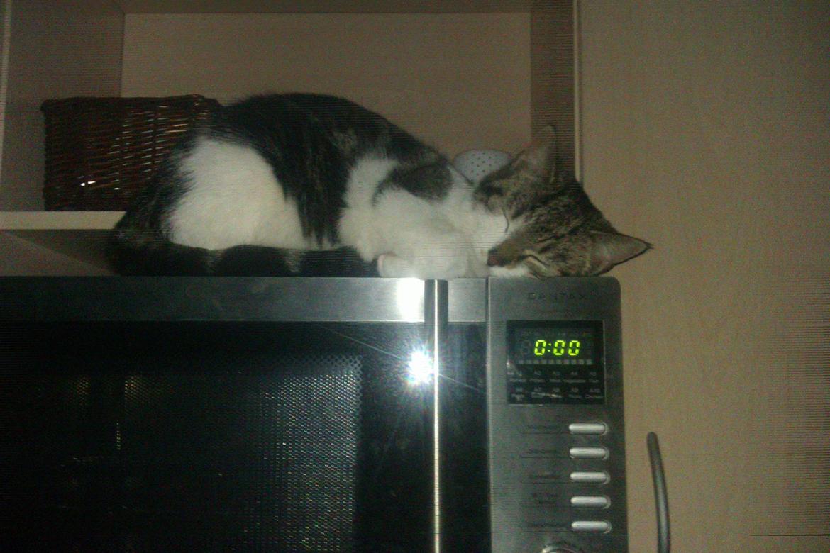 Huskat Mis - Mmm.. en varm mikroovn! billede 5