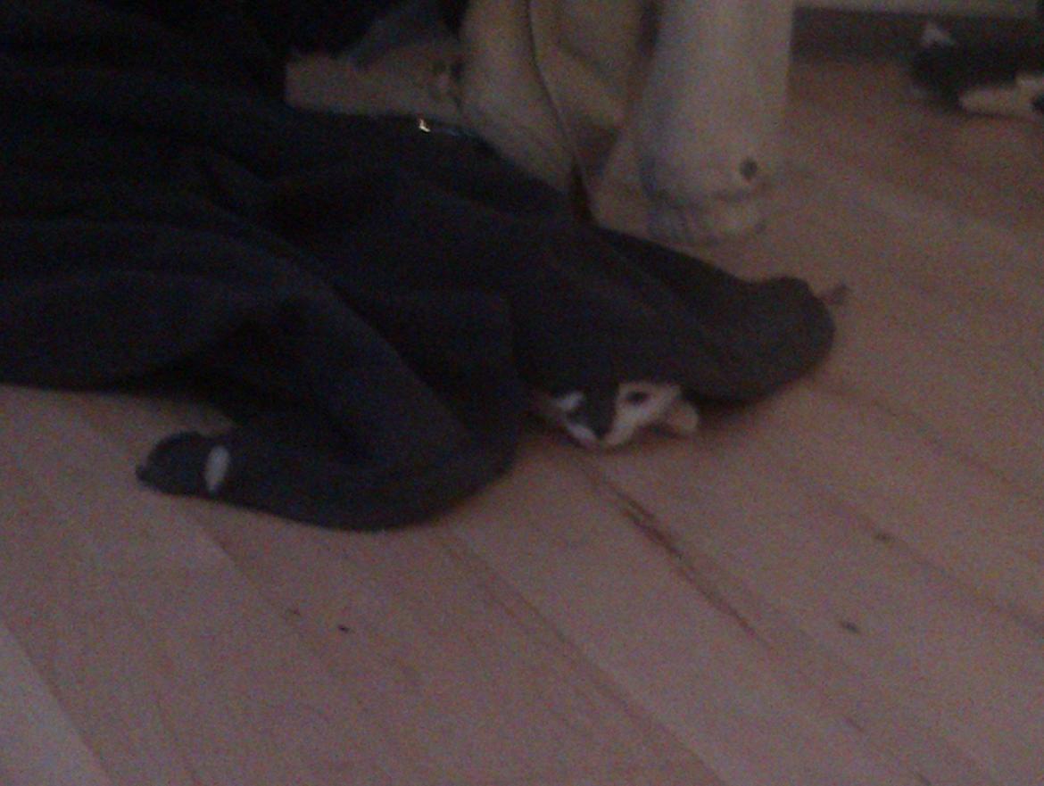 Blanding af racer Pelle(Elsker dig for evigt) - kukkuk mor jeg er lige her  billede 20