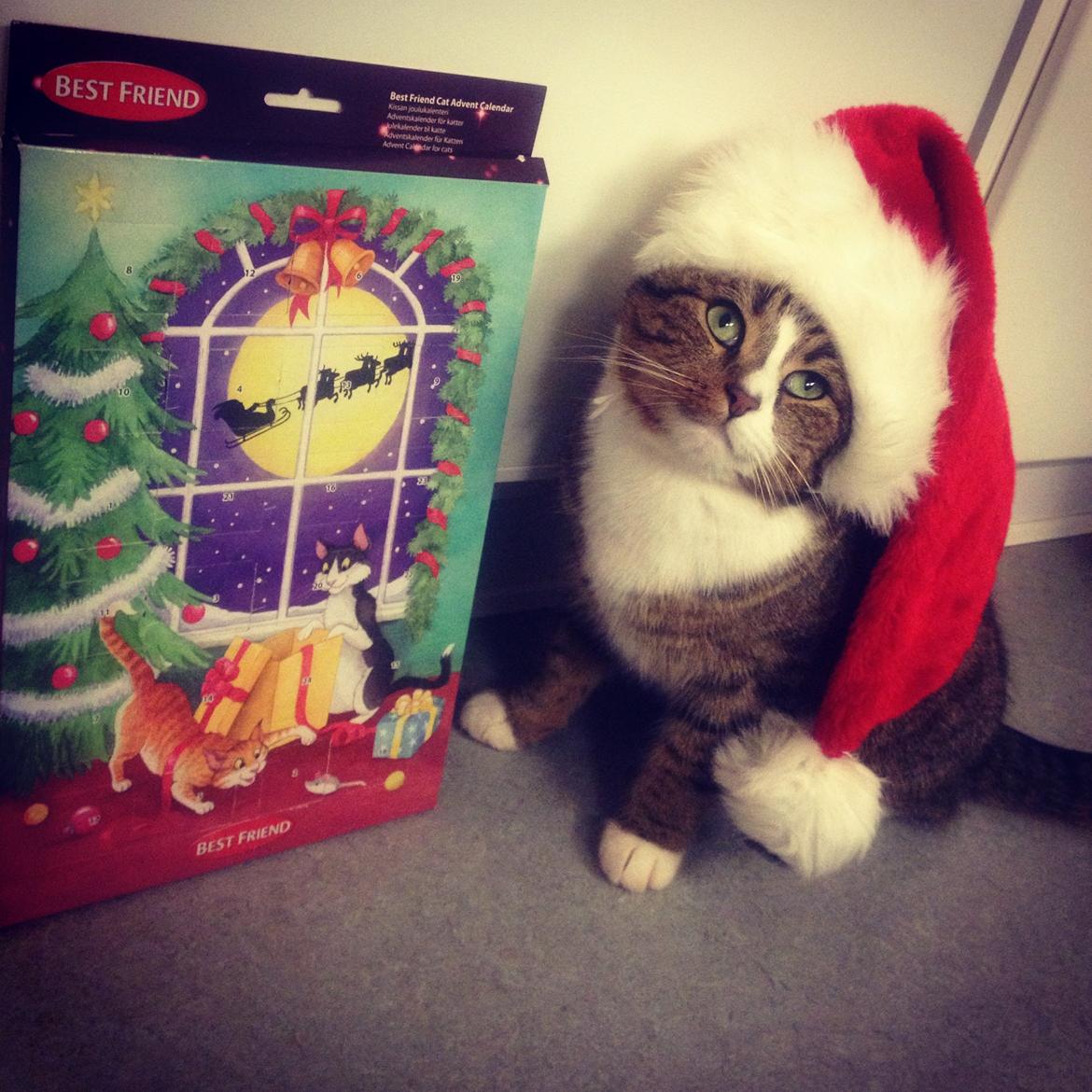 Huskat Felix - "Så er jeg klar til jul, er jeg ikke sød" Hihi:-) billede 3