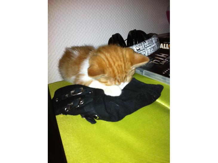 {{currentPhoto.altText}} billede {{currentPhoto.number}}