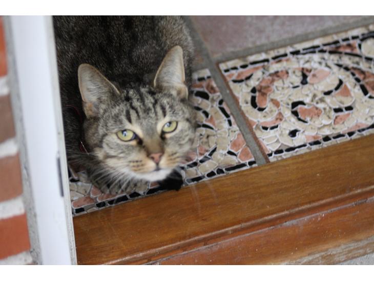 {{currentPhoto.altText}} billede {{currentPhoto.number}}