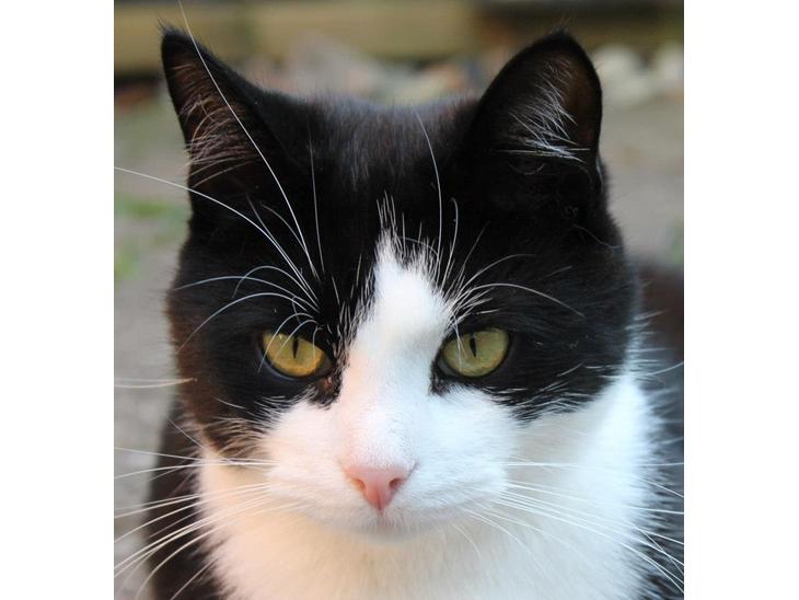Huskat potten billede 2