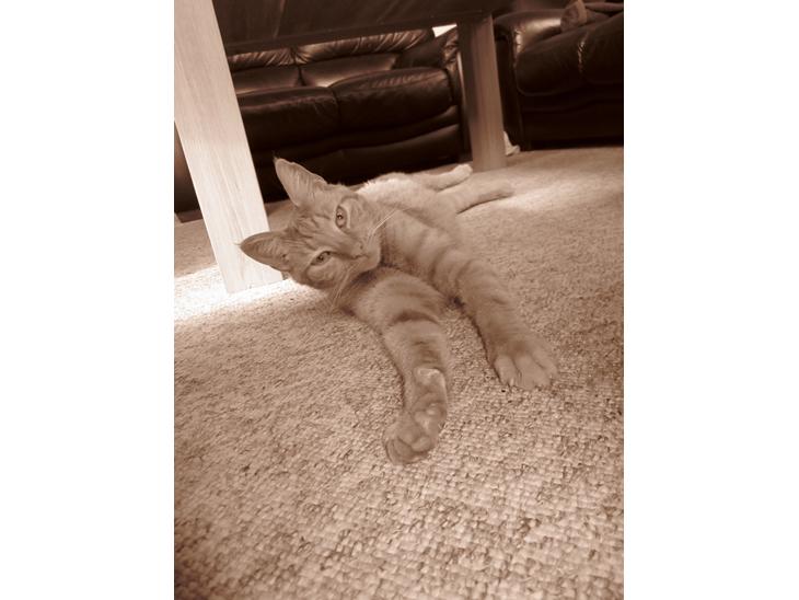 {{currentPhoto.altText}} billede {{currentPhoto.number}}