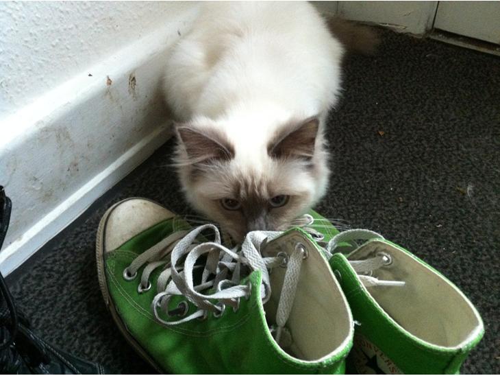 {{currentPhoto.altText}} billede {{currentPhoto.number}}