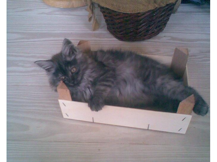 Maine Coon Felix - Den bedste mandarin kasse, der er bare irreterende at den skrumper.. billede 1